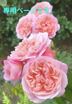 りえ様専用ページになります。