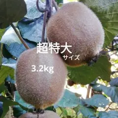 キウイフルーツ　　約3.2kg　超特大サイズ　果物l　くだもの