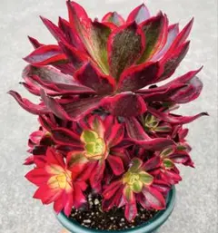 多肉植物。 魅影法師錦抜き苗8頭 - メルカリ