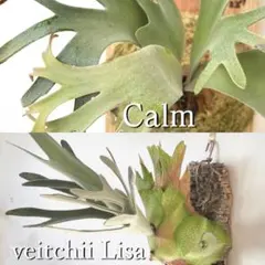 willinckii totoro × veitchii Lisa ミックス - メルカリ