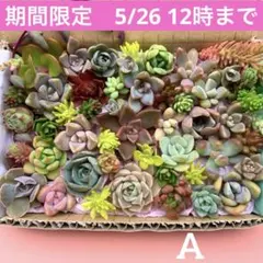 多肉植物　カット苗　詰め合わせ　寄せ植えセット　箱いっぱいセット　期間限定　A