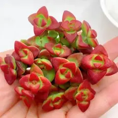 速達　ぷにこ様　専用