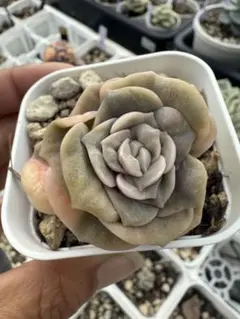 多肉植物　ラブリーローズ錦　白斑　抜き苗　大きめ　✨美苗✨