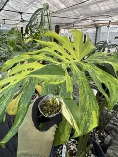 NETriPTa様 リクエスト 2点 まとめ商品