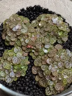 2026年最新】姫ユキノシタの人気アイテム - メルカリ