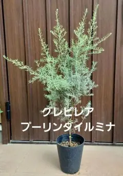 バンクシア レプトフィラ 鉢植えM 苗 オージープランツ ドライガーデン
