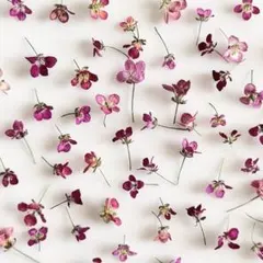 アリッサム 150輪＋α ❀︎ドライフラワー❀︎ 小花