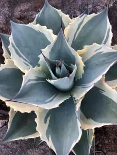 2025年最新】アガベ オルカの人気アイテム - メルカリ