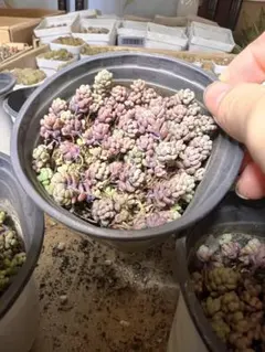 Carol様 リクエスト 2点 まとめ商品