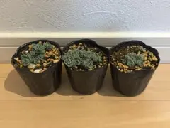 【匿名配送・送料込み】越中ミセバヤ3個セット　ポット苗のまま発送　多肉植物