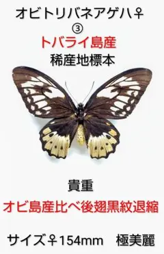 外国産蝶標本☆オビトリバネアゲハ♀標本☆トバライ島産☆稀産地オビ島