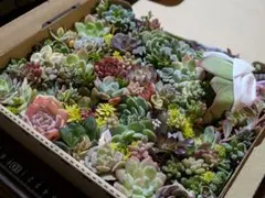 多肉植物 豪華♡寄せ植えセット❁⃘*.゜韓国苗メイン セダム普及種 詰め合わせ✩