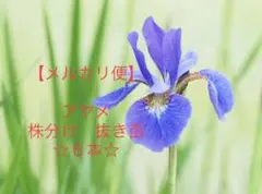 ひろ様 リクエスト 5点 まとめ商品