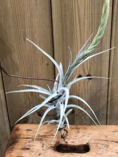 Tillandsia vanhyningii Red dragonクランプ - メルカリ