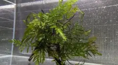 ボルビディスギニア3株60葉を2本のネシア黒枝流木2本組に活着途中の素材 ボルビティスsp. 'ギニア2022' | Ordinary-Aquarium