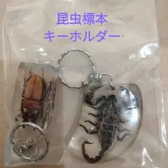 2025年最新】クワガタ標本セットの人気アイテム - メルカリ