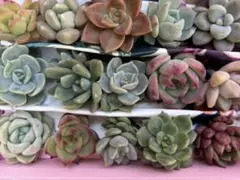 多肉植物　エケベリア　セダム