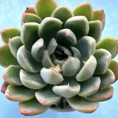 ステッチ8660（プロフィール必読）様 リクエスト 2点 まとめ商品