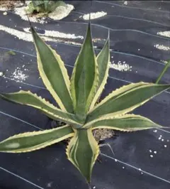 PLANTING RAINBOW様 リクエスト 2点 まとめ商品