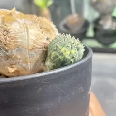 2026年最新】ホリダ 斑入りの人気アイテム - メルカリ