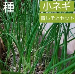 いいね╰(*´︶`*)╯♡様 リクエスト 2点 まとめ商品