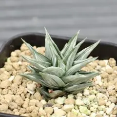 2025年最新】五重の塔錦の人気アイテム - メルカリ