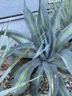 2025年最新】アガベ アメリカーナ・エクスパンサの人気アイテム - メルカリ