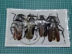 2026年最新】カミキリ 標本の人気アイテム - メルカリ