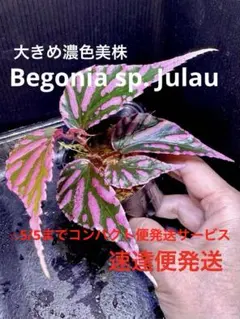 Begonia sp. from North Toraja 青ベゴニア 原種 - メルカリ