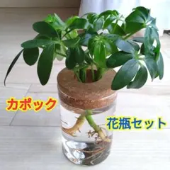 카폭 (셰플러) 2 병 ☆ 수경 유리 꽃병 ☆ 코르크 뚜껑 포함 ☆ 탈착식 뚜껑 ◎
