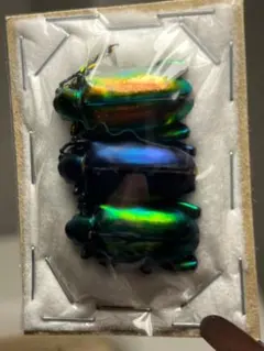 【3匹set】ミドリモモブトハムシ レッドフォーム 標本 プラチナコガネタマムシ