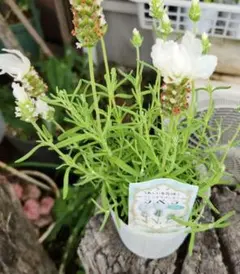 ☘️⑤☘️アロマティコ☘️グロッソ白色☘️市販苗☘️AG20260530