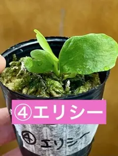 ④エリシー　胞子培養株　ビカクシダのサムネイル