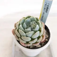 多肉 エケベリア 原種 ルンヨニー サンカルロス - メルカリ