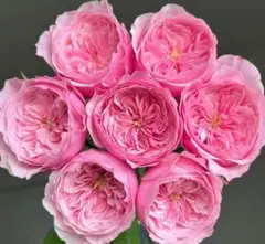希少バラ苗 切り花品種 超花持ち - メルカリ