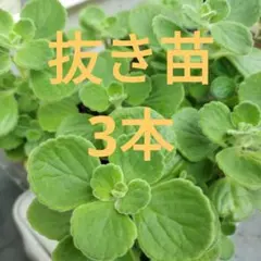 アロマティカス　抜き苗