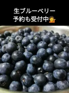 本日収穫　本日発送　生ブルーベリー　1キロのサムネイル