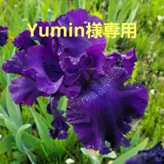 Yumin様ジャーマンアイリスのサムネイル