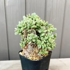 ケラリアピグマエア 現地球 ケラリアピグマエア 現地球