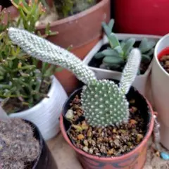 2026年最新】団扇サボテンの人気アイテム - メルカリ