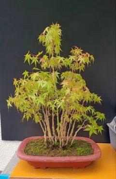 価格訂正済み☆人気さつき盆栽！花の綺麗な《麗子》れいこ皐月 サツキ