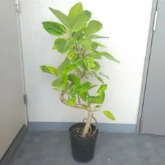 希少種❗フィカス・ジョイハート曲‼️ゴムの木観葉植物！幹太高さ115
