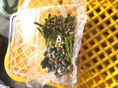 多肉植物カット苗詰め合わせO