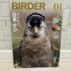 BIRDER 2025年1月号 日本のワシ