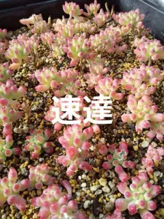 きよっさん様 リクエスト 3点 まとめ商品