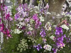 リナリアの種