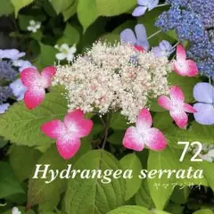 142. 三河千鳥 ミカワチドリ 抜き苗 - メルカリ