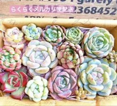 ゆかちん様 リクエスト 2点 まとめ商品