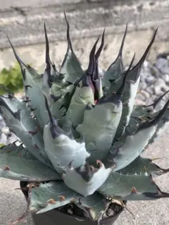 2026年最新】アガベ ネバデンシスの人気アイテム - メルカリ