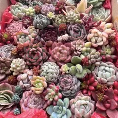【44】多肉植物 カット苗詰め合わせ 寄せ植えセット■SALE■